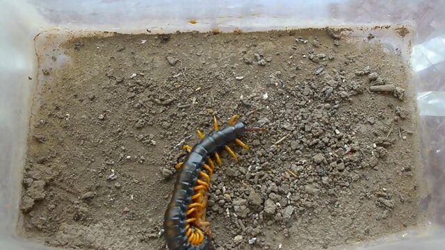 Сколопендра ловит и ест медведку Scolopendra catches and eats mole cricket