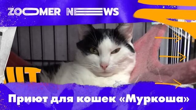 Zoomer News: Приют для кошек «Муркоша»: спасение животных и волонтеры и опекуны проекта