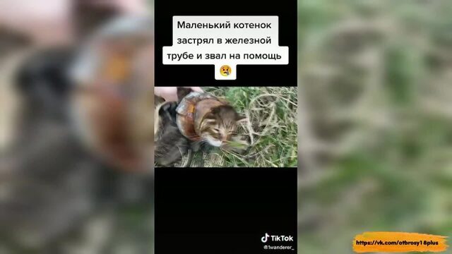 Годный тик-ток - котенок застрял но автор помг бедолаге