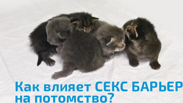 Как влияет СЕКС БАРЬЕР на репродуктивную функцию кошек?