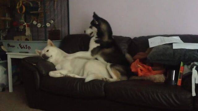 Funny Huskies playing